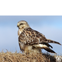 گونه سارگپه پرپا Rough-legged Buzzard